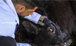 الصحة: الطهي الجيد للحوم يقتل فيروس الحمى النزفية